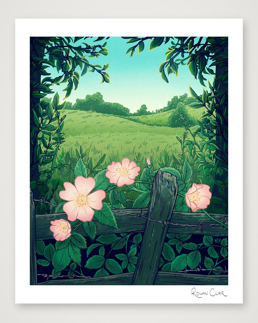 Wild Rose — 20×25cm, 8×10" Print only