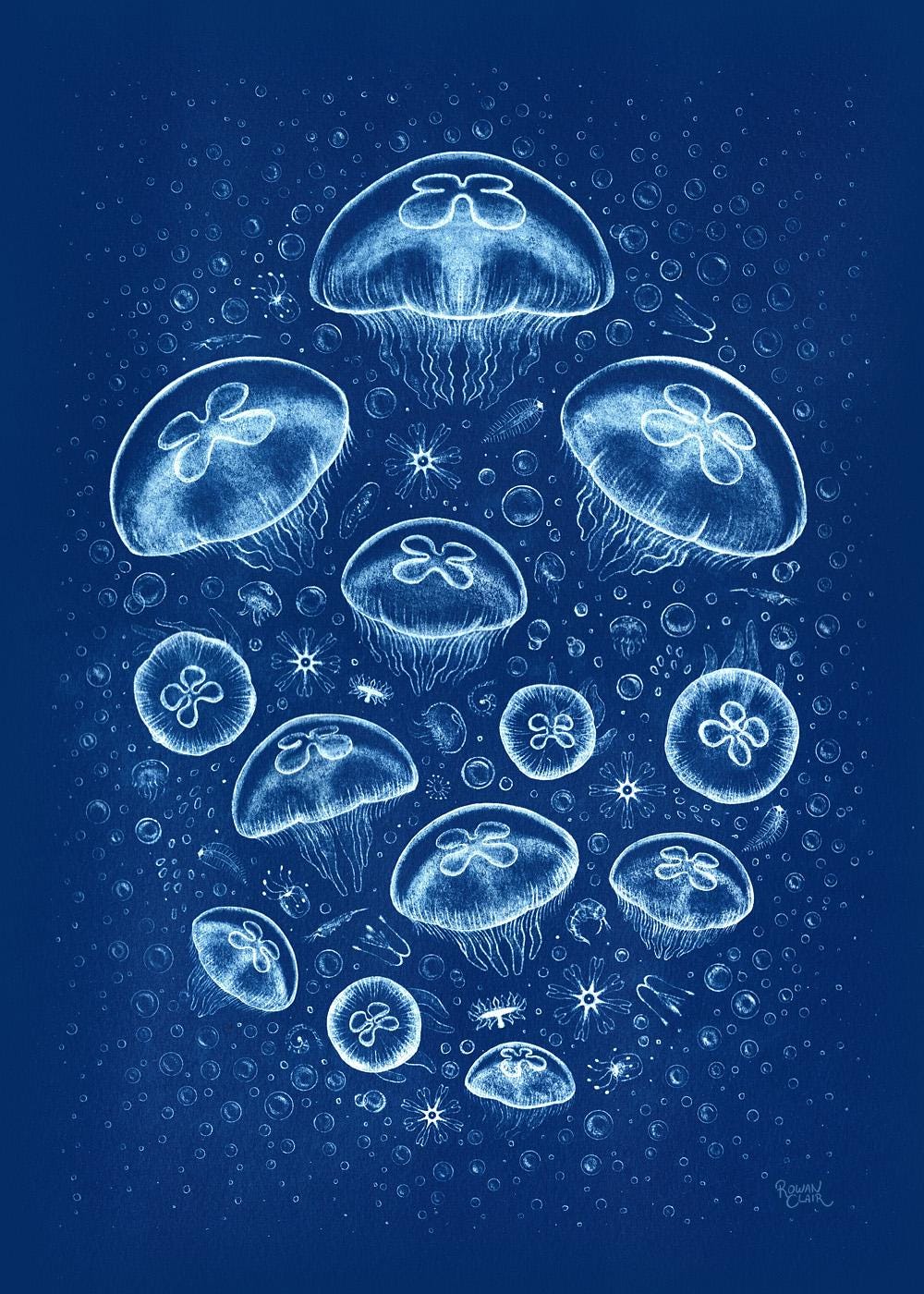 Moon Jellyfish - Handmade Cyanotype Print
