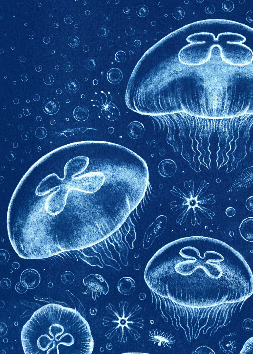 Moon Jellyfish - Handmade Cyanotype Print