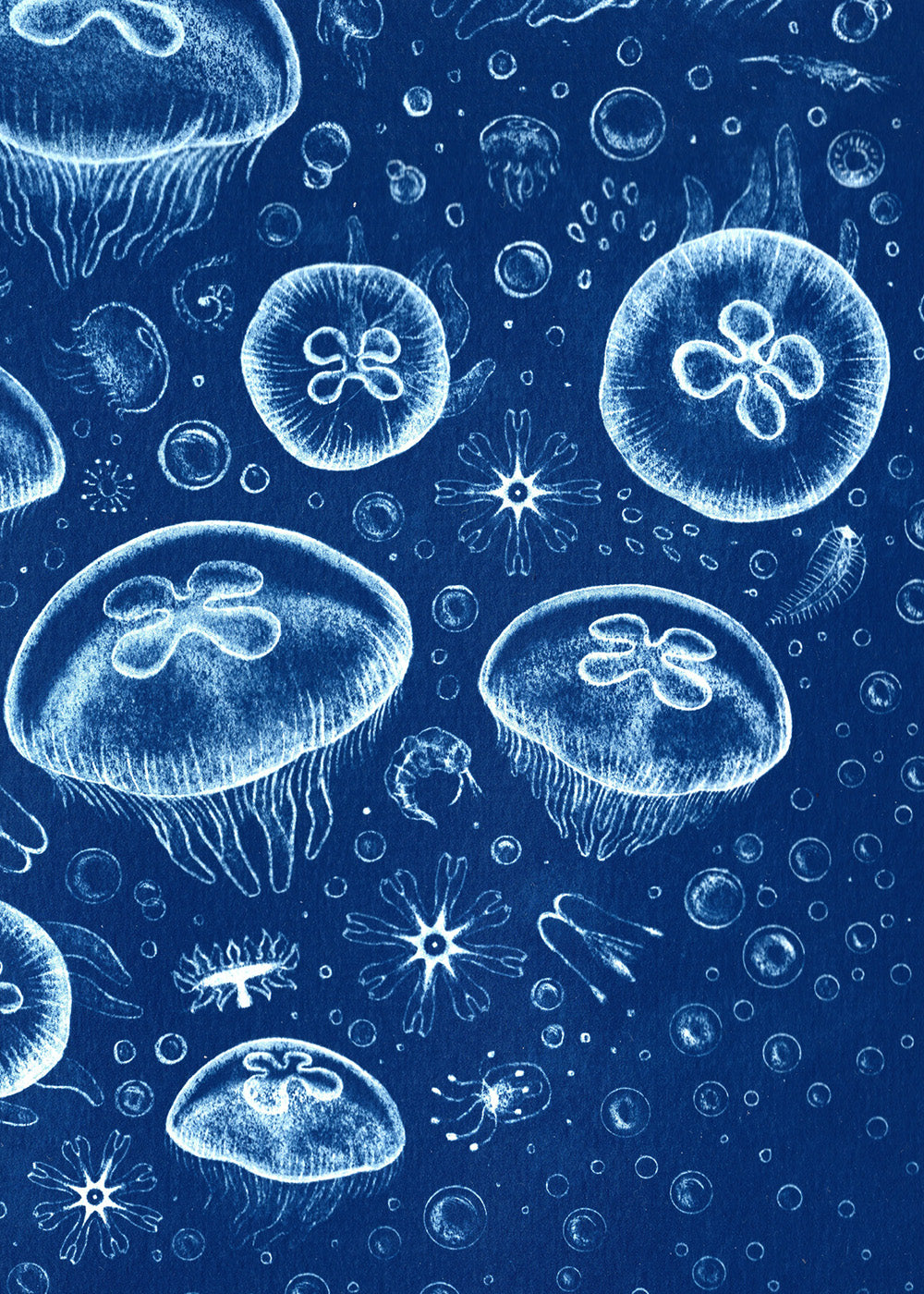 Moon Jellyfish - Handmade Cyanotype Print